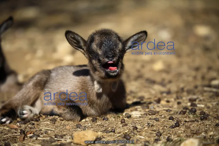 : Kid bleating France : Kid bleating France