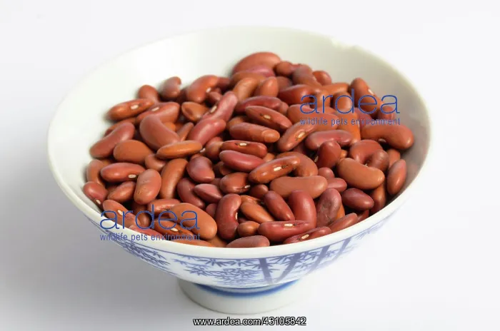 : Kidney Bean : Kidney Bean
