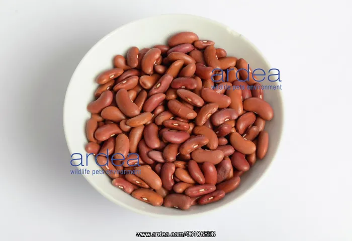 : Kidney Bean : Kidney Bean
