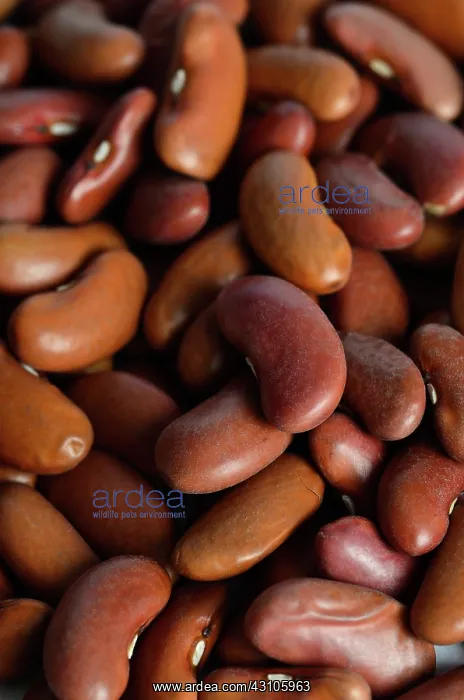 : Kidney Bean : Kidney Bean