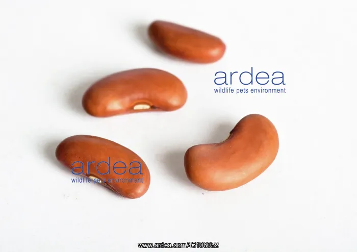 : Kidney Bean : Kidney Bean