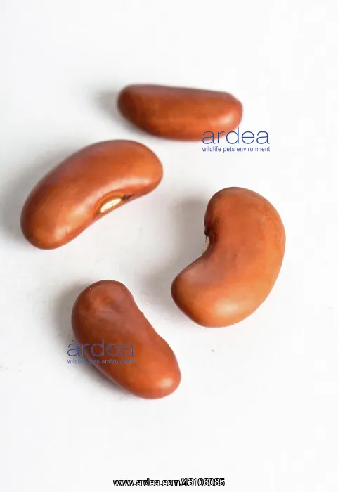 : Kidney Bean : Kidney Bean