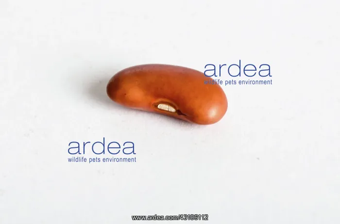 : Kidney Bean : Kidney Bean