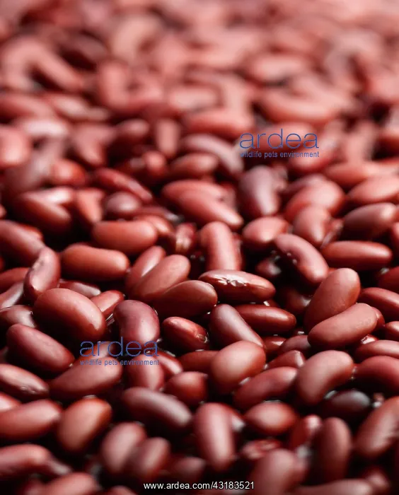 : Kidney bean, Phaseolus vulgaris, A mass of beans : Kidney bean, Phaseolus vulgaris, A mass of beans