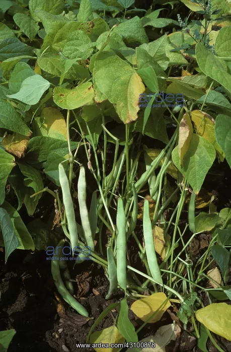 : Kidney bean plant in mature pod : Kidney bean plant in mature pod