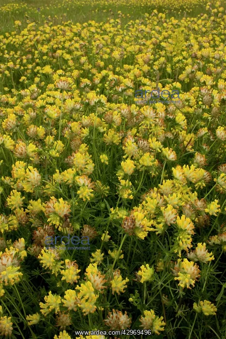 : Kidney-vetch - in flower in masses : Kidney-vetch - in flower in masses