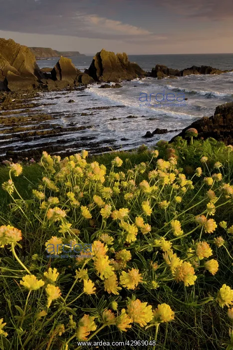 : Kidney Vetch - masses in spring : Kidney Vetch - masses in spring