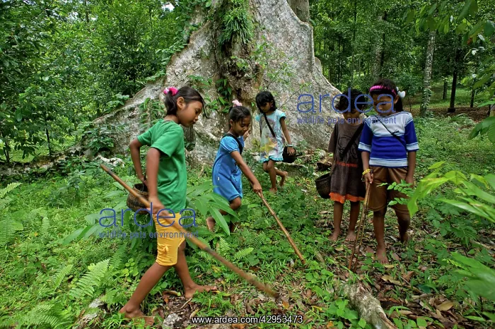 : Kids on island of Ai collecting fallen Nutmeg : Kids on island of Ai collecting fallen Nutmeg