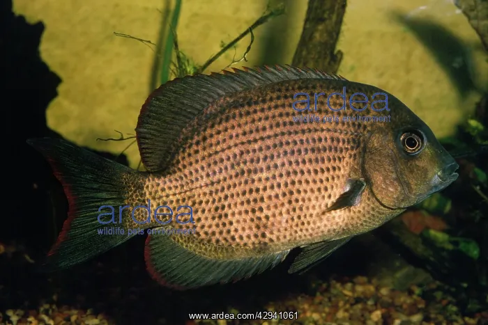: Kieners Cichlid : Kieners Cichlid