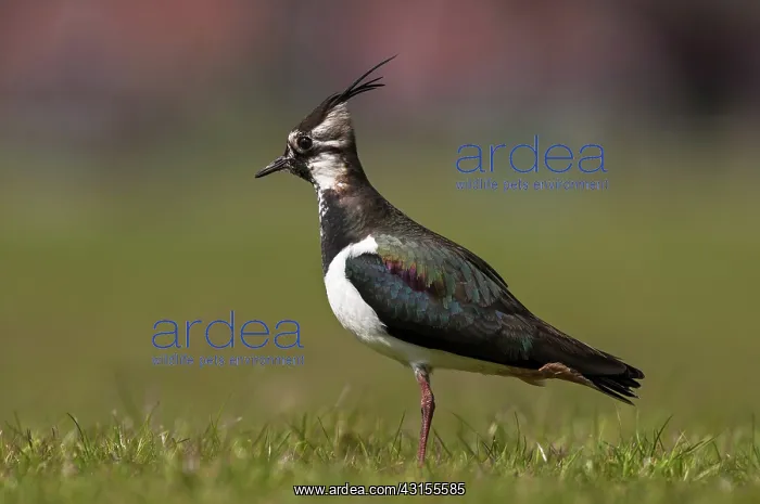 : Kievit. Northern Lapwing (Vanellus vanellus) in alert pose in meadow : Kievit. Northern Lapwing (Vanellus vanellus) in alert pose in meadow