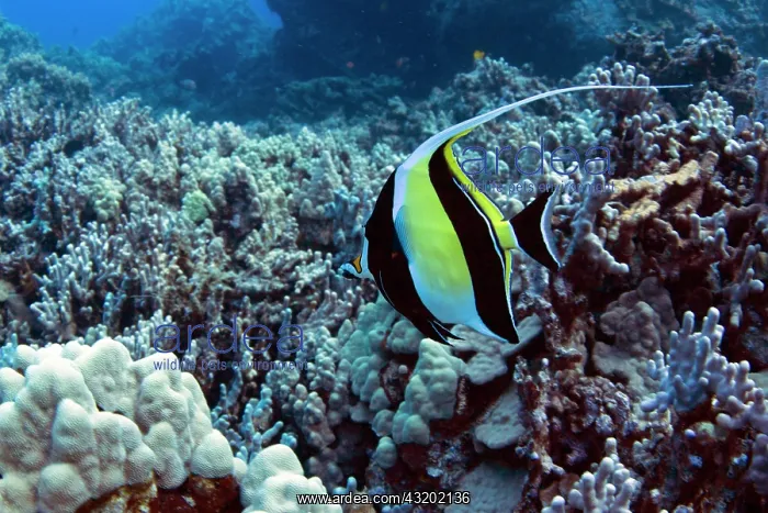 : Kihikihi, Hawaiian for Moorish Idol (Zanclus cornutus) : Kihikihi, Hawaiian for Moorish Idol (Zanclus cornutus)