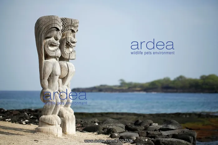 : Ki'i statues, wooden statues, ohia tree, Pu&, x2bb;uhonua : Ki'i statues, wooden statues, ohia tree, Pu&, x2bb;uhonua