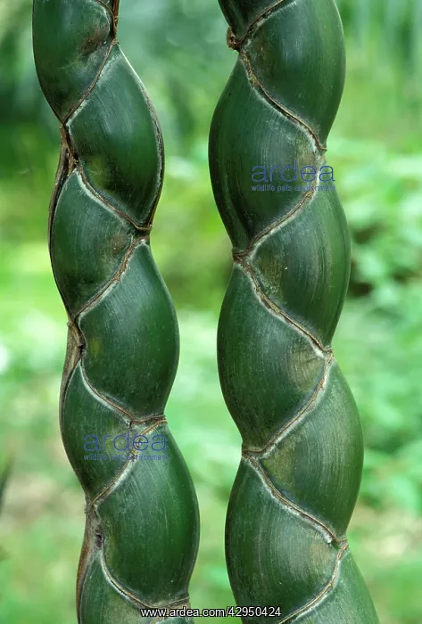 : Kikko - rare and appreciated variety of bamboo : Kikko - rare and appreciated variety of bamboo
