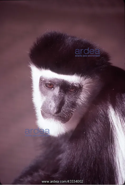 : KIKUYU COLOBUS MONKEY : KIKUYU COLOBUS MONKEY