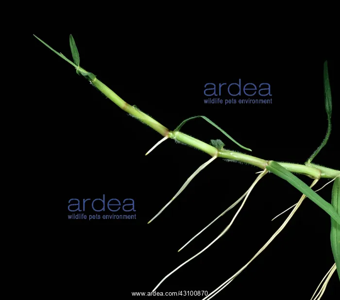 : Kikuyugrass Leaf, Culm & Root : Kikuyugrass Leaf, Culm & Root