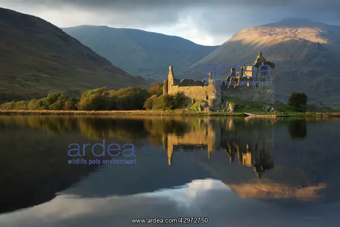 : Kilchurn Castle in beautiful evening light reflected : Kilchurn Castle in beautiful evening light reflected