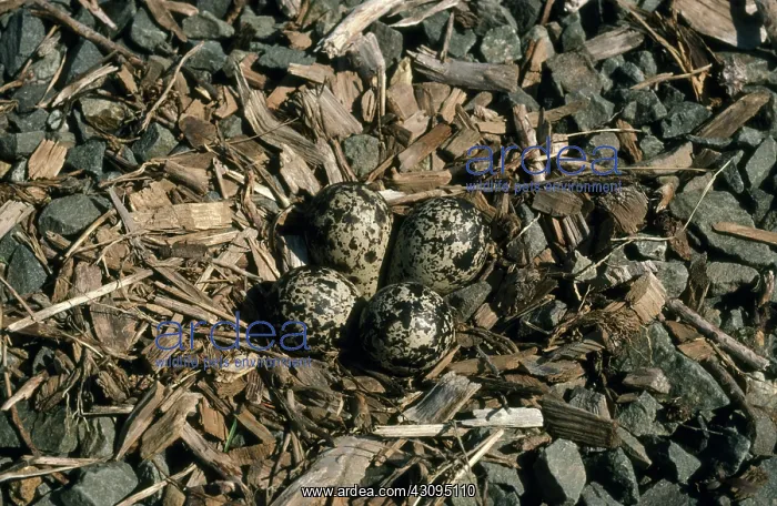 : Kildeer Nest : Kildeer Nest