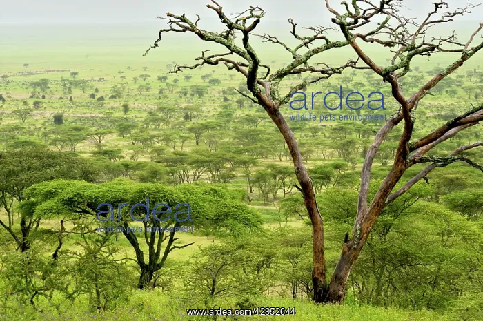 : Kilimatiti plains with Acacias : Kilimatiti plains with Acacias