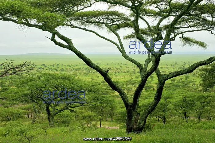 : Kilimatiti plains with Acacias : Kilimatiti plains with Acacias
