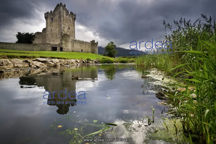 : Killarney Castle on Lough Leane, Killarney, County : Killarney Castle on Lough Leane, Killarney, County