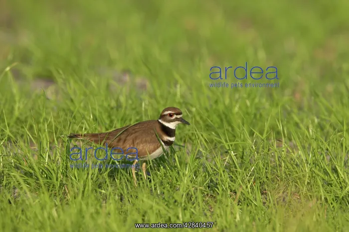 : Killdeer (Charadrius vociferus). Lake Kissimee, florida, USA : Killdeer (Charadrius vociferus). Lake Kissimee, florida, USA
