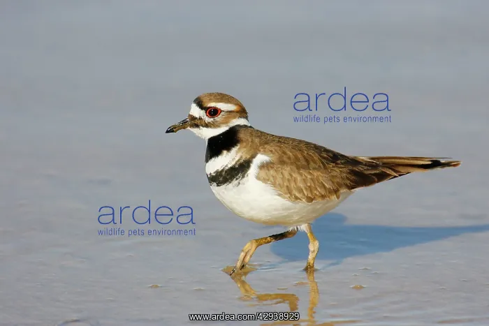 : Killdeer (Charadrius vociferus). USA : Killdeer (Charadrius vociferus). USA
