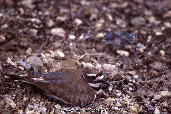 : Killdeer. Female adult killdeer (Charadrius vociferus) in a nest : Killdeer. Female adult killdeer (Charadrius vociferus) in a nest