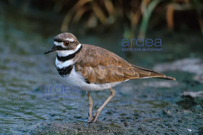 : Killdeer (Charadrius vociferus) in a Connecticut tidal marsh : Killdeer (Charadrius vociferus) in a Connecticut tidal marsh