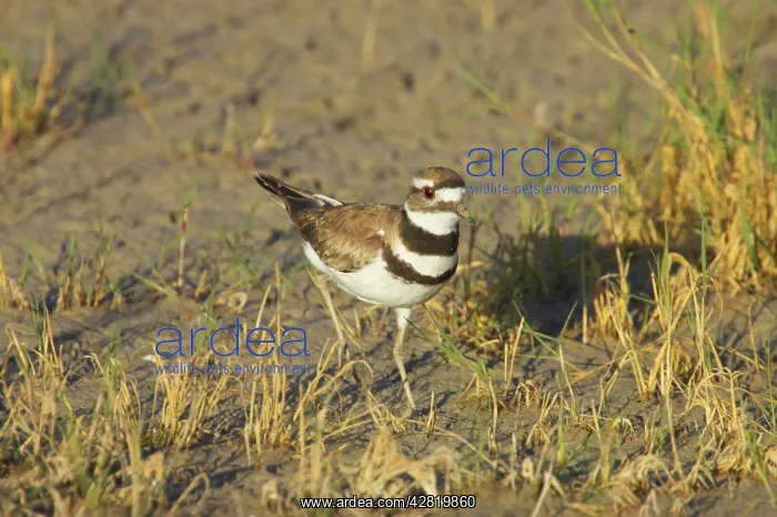 : Killdeer on breeding grounds : Killdeer on breeding grounds