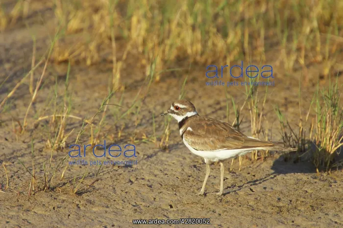 : Killdeer on breeding grounds : Killdeer on breeding grounds