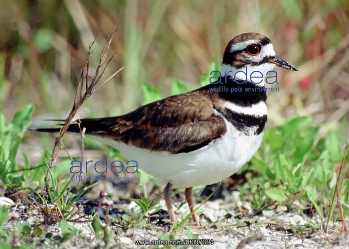 : Killdeer (Charadrius vociferus) : Killdeer (Charadrius vociferus)