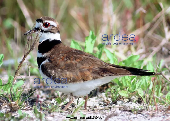: Killdeer (Charadrius vociferus) : Killdeer (Charadrius vociferus)
