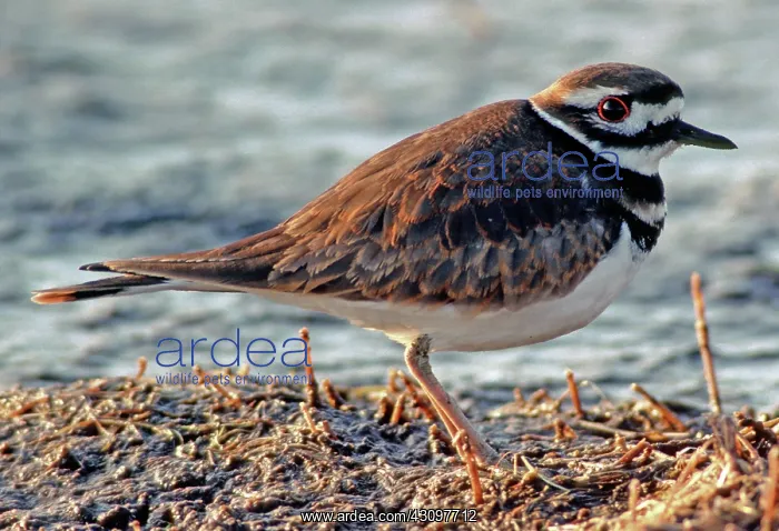 : Killdeer (Charadrius vociferus) : Killdeer (Charadrius vociferus)