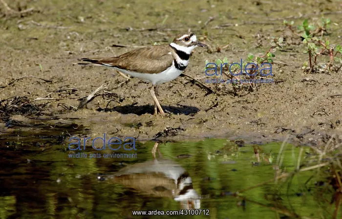 : Killdeer (Charadrius vociferus) : Killdeer (Charadrius vociferus)