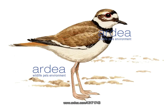: Killdeer (Charadrius vociferus) adult male : Killdeer (Charadrius vociferus) adult male