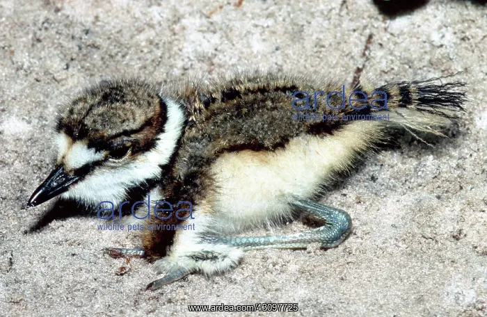: Killdeer (Charadrius vociferus) chick : Killdeer (Charadrius vociferus) chick