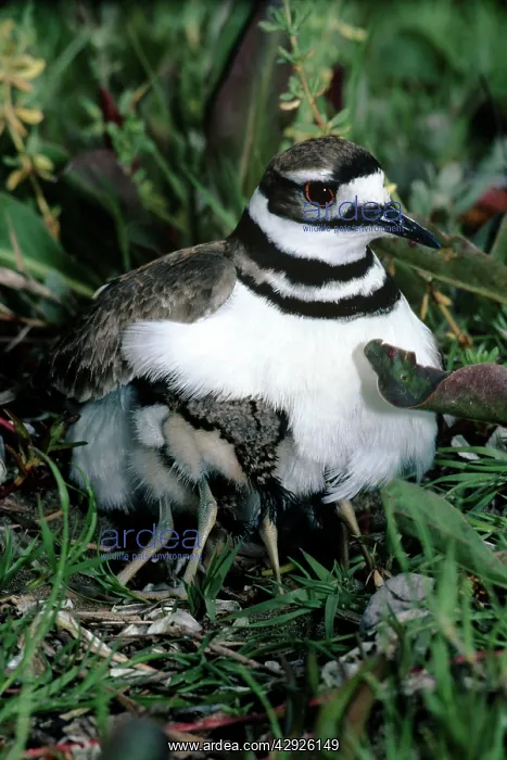: Killdeer - with chicks nestled in brood patches : Killdeer - with chicks nestled in brood patches