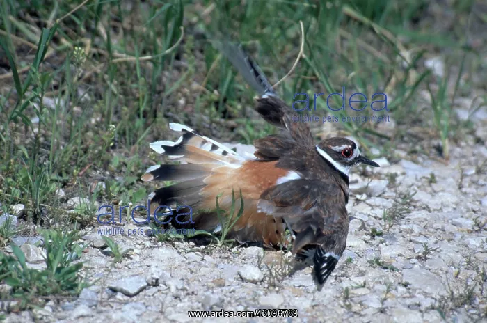 : Killdeer Defending Nest : Killdeer Defending Nest