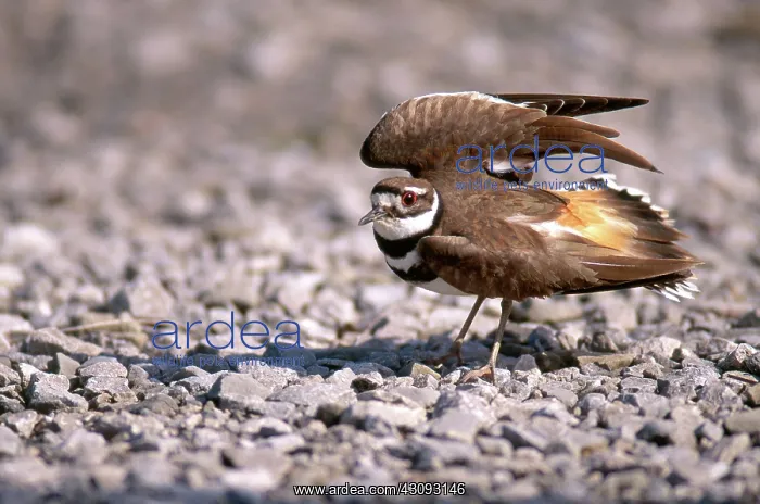: Killdeer Display : Killdeer Display