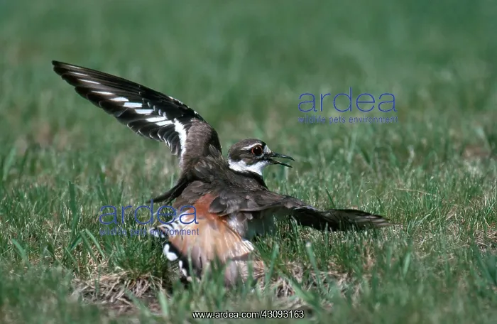: Killdeer Display : Killdeer Display