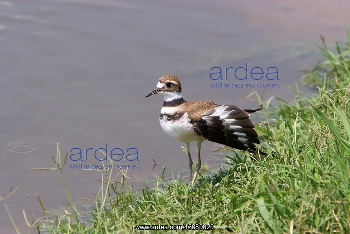 : Killdeer Distraction Display : Killdeer Distraction Display