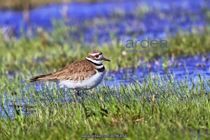  : Killdeer - Early spring upon arriving near nesting areas