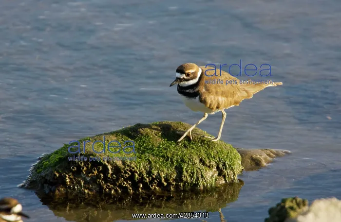 : Killdeer - feeding along shore of lagoon in winter : Killdeer - feeding along shore of lagoon in winter