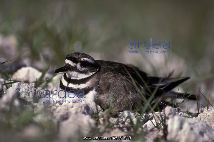 : Killdeer female nesting : Killdeer female nesting