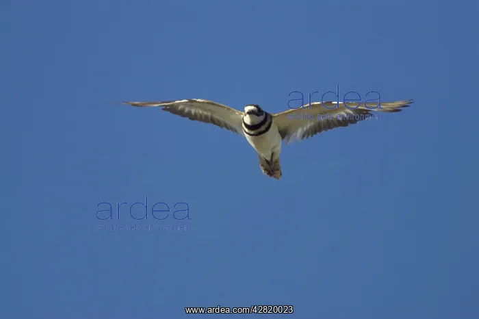 : Killdeer - In flight : Killdeer - In flight