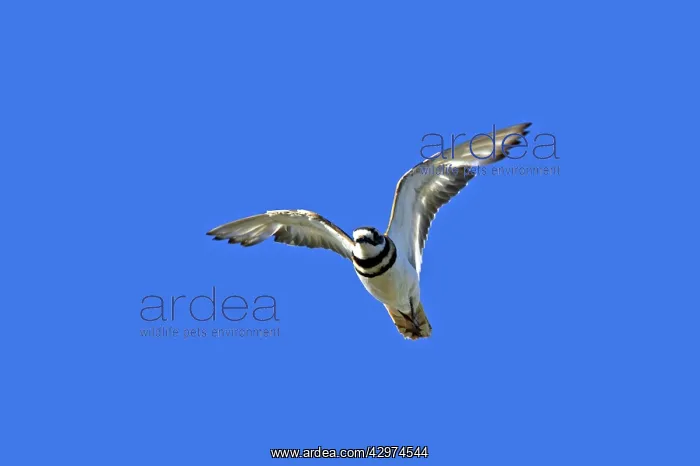 : Killdeer - in flight : Killdeer - in flight