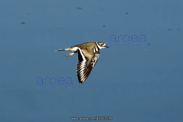 : Killdeer in flight : Killdeer in flight