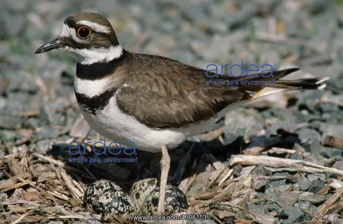 : Killdeer guarding eggs : Killdeer guarding eggs
