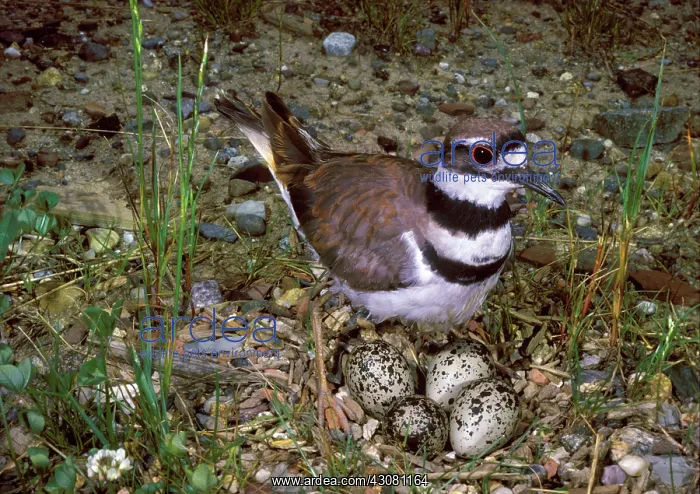 : Killdeer Guarding Eggs : Killdeer Guarding Eggs