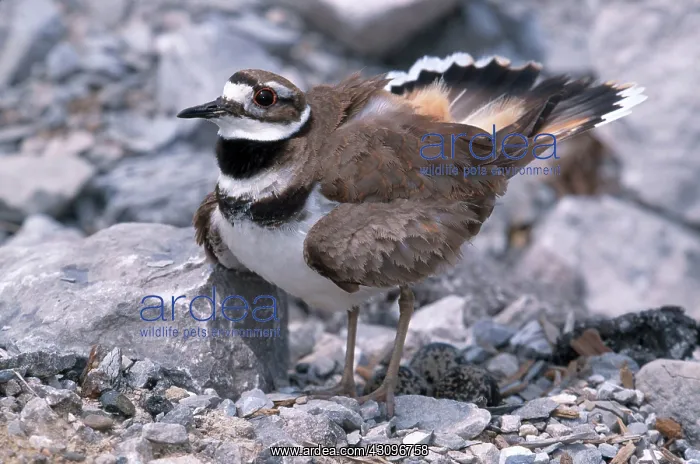 : Killdeer Guarding Nest : Killdeer Guarding Nest
